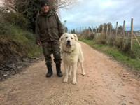 abruzzese sheepdog